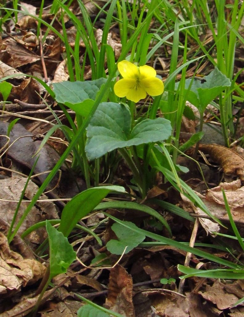 Downy yellow violet photo yellowvioletalone_zps0hfwslwb.jpg