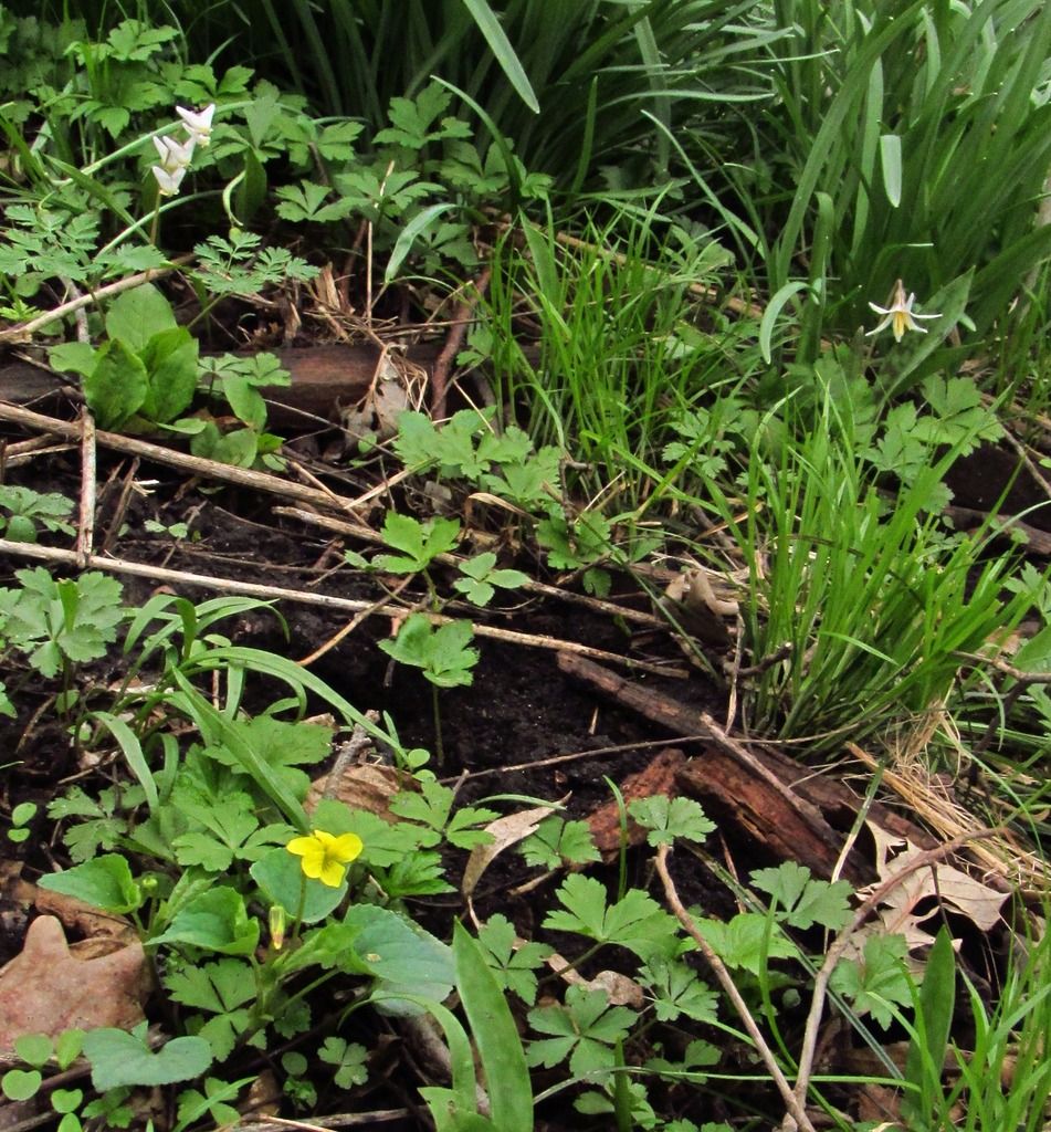 Downy yellow violet with Dutchman's breeches and dogtooth violet photo yellowvioletdogtoothbreeches_zpszprco34f.jpg