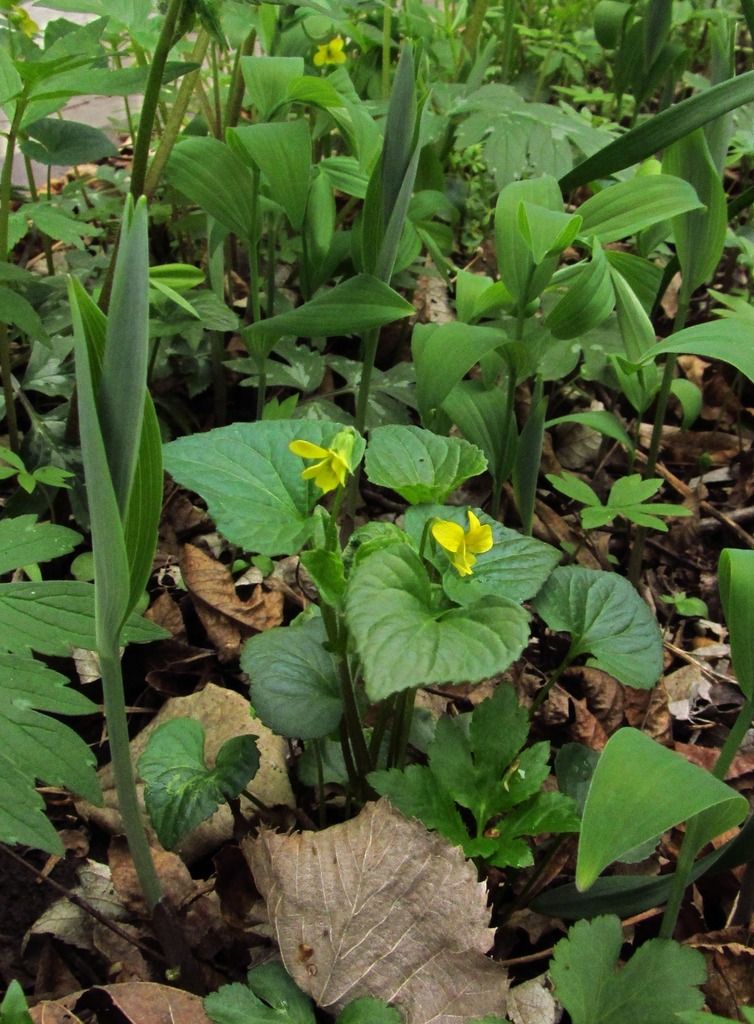 Downy yellow violet with Solomon's seal shoots photo yellowvioletsSolomonssealshoots_zpsagfbgert.jpg