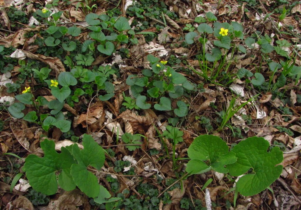 Downy yellow violet with bloodroot leaves photo yellowvioletsbloodrootleaves_zpsvdr1vlki.jpg