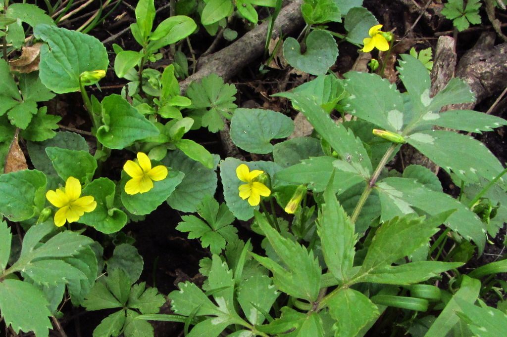 Downy yellow violet with Virginia waterleaf photo yellowvioletsbudsflowers_zpskxj4byyw.jpg