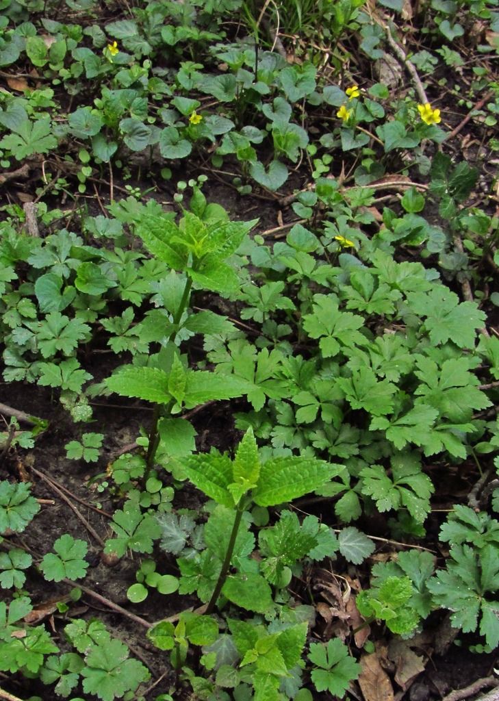 Downy yellow violet with snakeroot foliage photo yellowvioletssnakerootfoliage_zpslsfmqn8c.jpg