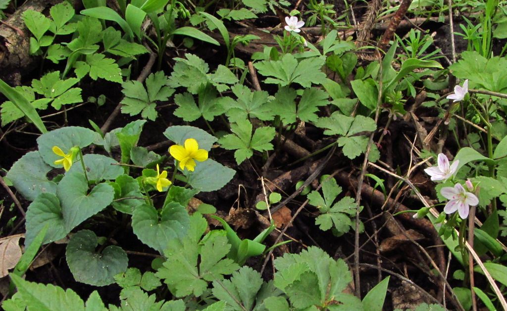 Downy yellow violet with spring beauty photo yellowvioletsspringbeauty4_zpsj2j8ys2s.jpg