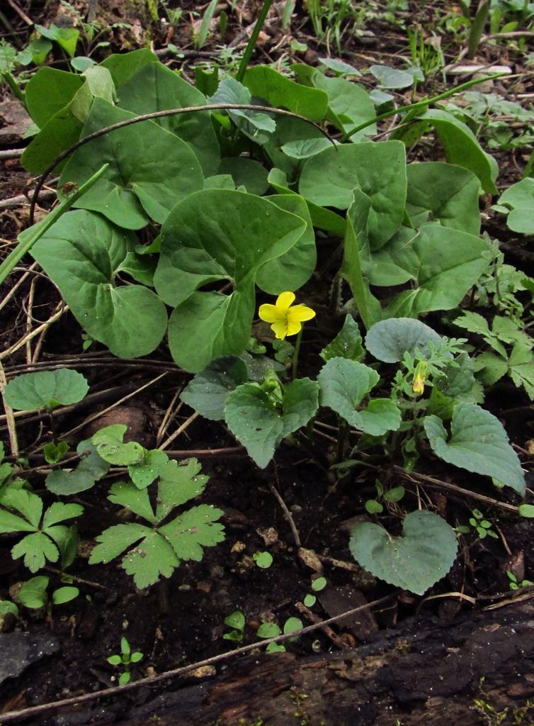 Downy yellow violet with wild ginger leaves photo yellowvioletswildgingerleaves_zpsl7zwitj1.jpg