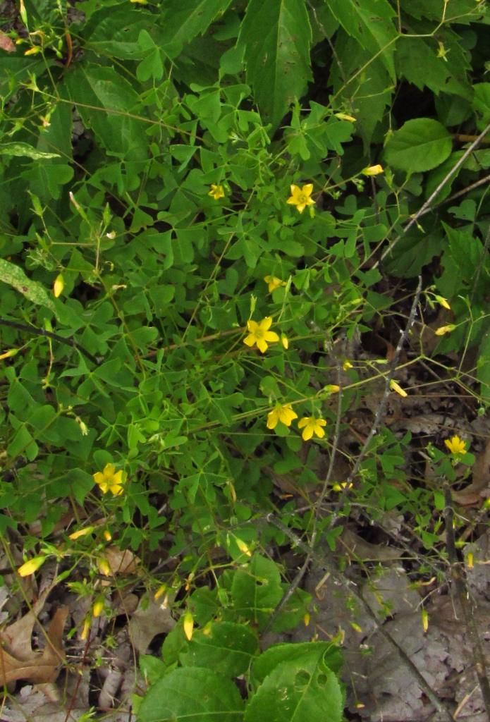 Yellow wood sorrel 1 photo yellowwoodsorrel2_zps3ba4cd91.jpg