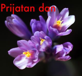 Dichelostemma_capitatum_flowersI_JP.jpg