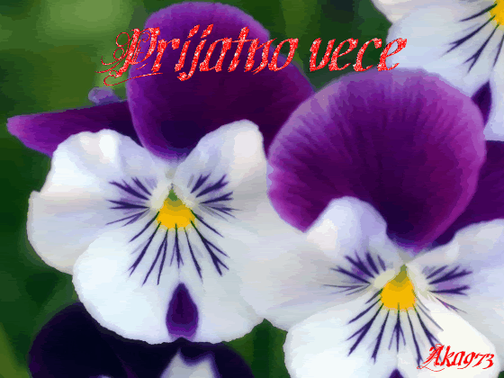 pansy.gif